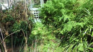 Slashing rainbow fern