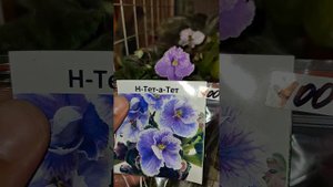 Фиалка Люблю Ретро vs Н-Тет-а-Тет