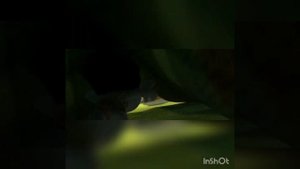 Троли Принц Хрящ на беговой дорожке