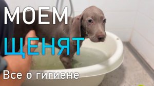 МОЕМ ЩЕНЯТ! Подробно о гигиене и как правильно приучить к купанию!