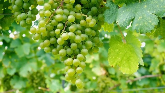 26 ИЮНЯ | 17 ЛУННЫЙ ДЕНЬ | СИМВОЛ ГРОЗДЬ ВИНОГРАДА | 2021 смотреть онлайн