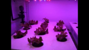 Growroom: салаты листовые на гидропонике за 32 дня