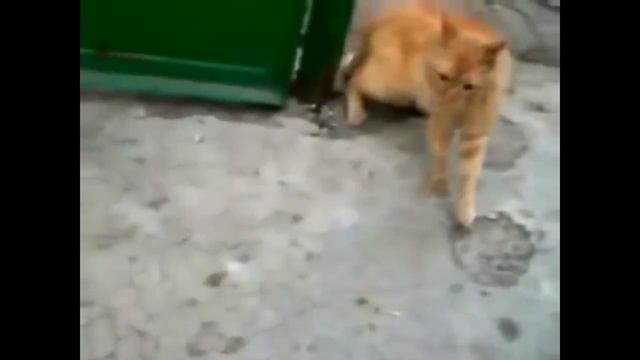 КОШАЧЬИ ЗАБАВЫ / CAT FUN