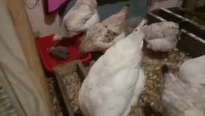 Вылечила ли хрипы у курицы??? Йодинол и луковый сок.