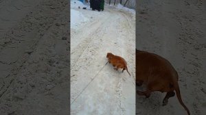 Гуляю с таксой зимой