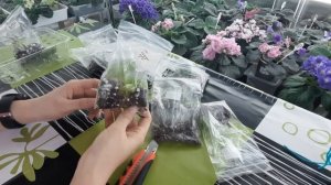 Размножение фиалки. Самый НЕУДАЧНЫЙ способ укоренение в зип-пакете.