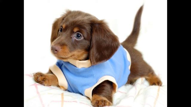 Funny barking dogs collection(Смешной лай собак подборка) смотреть онлайн