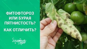 Фитофтороз или бурая пятнистость? Как отличить?