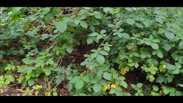 Грибной Сезон открыт!Шницель с грибами! смотреть онлайн