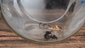 Муравьи против шмеля ,,, ants vs bumblebees