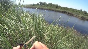 Поимка вприглядку небольшого змееголова / Caught Snakehead stayed near the shore