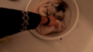 Добыли барсука. Шкура барсука будет? Трафей весеть на стене.