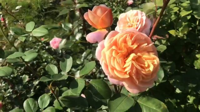 Розы в саду. Более 100 сортов. Что цветёт в конце сентября? смотреть онлайн