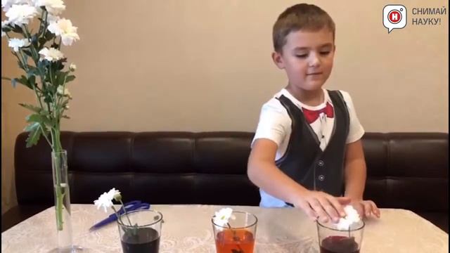 Как покрасить живые цветы смотреть онлайн