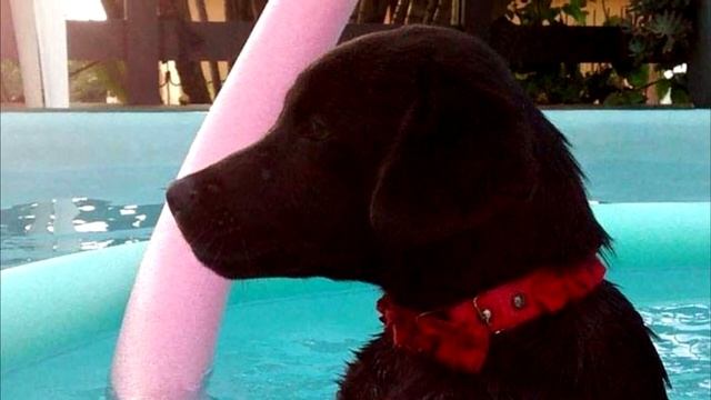 Если бы не фото, то никто бы не поверил! Нам есть чему поучиться у животных! смотреть онлайн