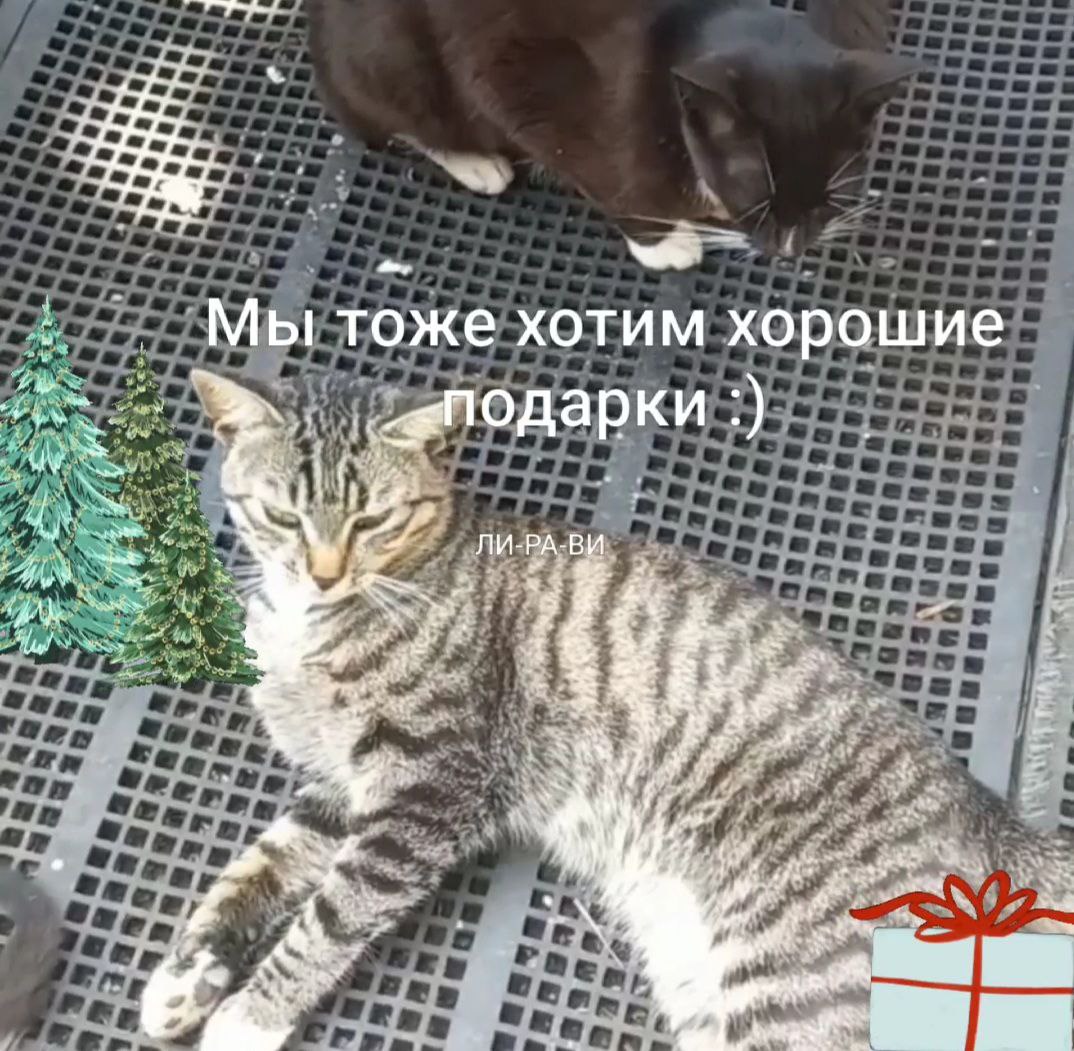 пожелание приюту для животных. и бусики анекдот. я тоже хочу подарок. я тоже хочу встречать новый год дома. я тоже хочу шоколадку.