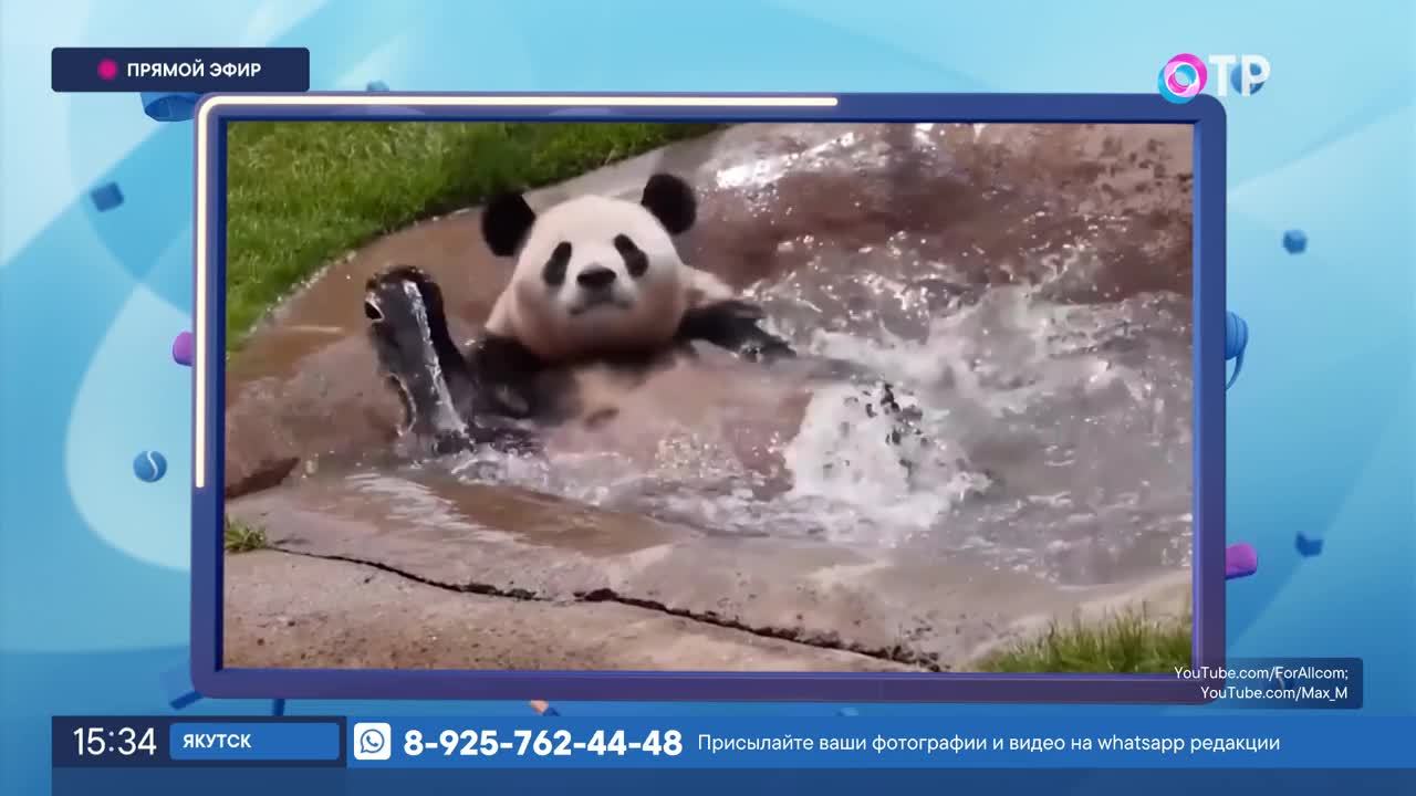 Эти удивительные панды