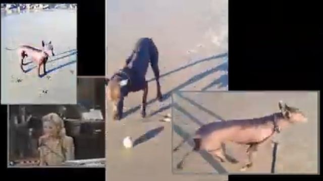 Xoloitzcuintli Love Song