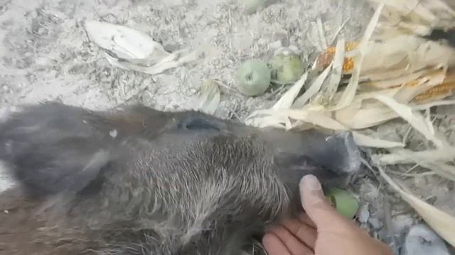 Самые ласковые  дикие кабаны. Дикий кабан Фунтик и Дуся