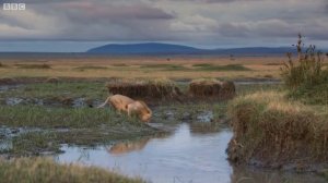 СТАЯ ГИЕН НАПАЛА НА ЛЬВА. КТО СИЛЬНЕЕ? Лев против гиены!