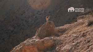 O LEOPARDO NÃO SABIA QUE AS CABRAS IRIAM FAZER ISSO