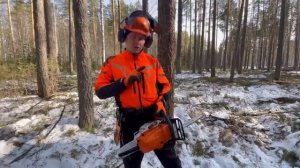 Как свалить дерево (безопасный способ для новичков).