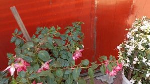 Сибирь. Обзор Фуксии Трифила и Кинг.