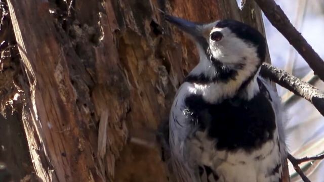 Белоспинный дятел (Dendrocopos leucotos)  готовит дупла в началу гнездования