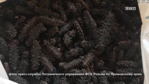Продукцию из трепанга изъяли из незаконного оборота в Хасанском районе