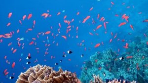 Подводный мир Красное море, Шарм-Эль-Шейх ? Underwater Red Sea, Ras Um El Sid Sharm El-Sheikh