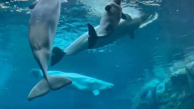 Океанариум в США! Aquarium АTLANTA смотреть онлайн