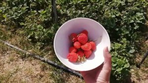 Клубника Альбион спеет//Отличия двухлетки от однолетки