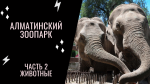 Зоопарк Алматы ( часть 2  Медведи, слоны, львы и еще толпа животных)