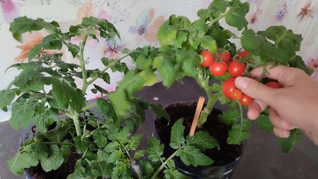 Томат Балконное чудо. Урожай 8 ноября. смотреть онлайн