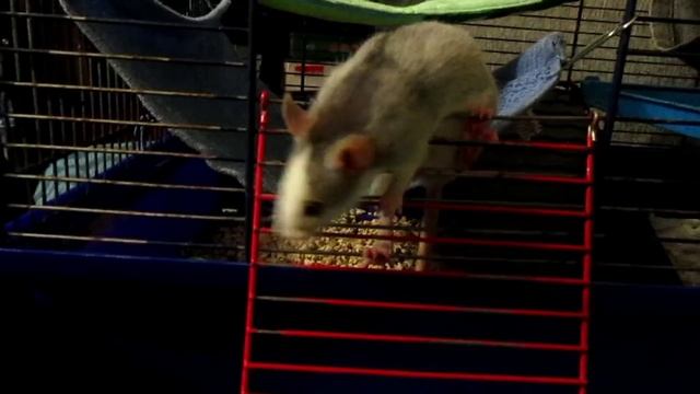 Первый выгул крысят, или девочки трусишки! (Fancy Rats | Декоративные Крысы)
