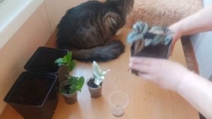 продолжаем озеленять балкон, мои новинки