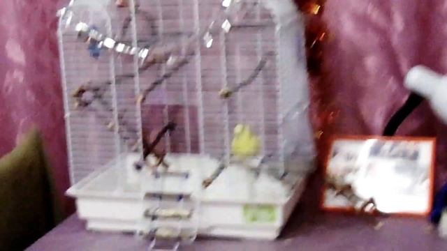 Уход за попугаями! Питание! Уход и содержание волнистых попугаев. Часть 3 ВОЛНИСТЫЕ ПОПУГАИ! Food