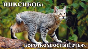 Пикси-боб: Домашняя кошка с внешностью дикой рыси | Интересные факты про кошек