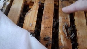 Зимовка отводков в нуклеусах и продажа пакетов