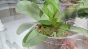 Правильный ПОЛИВ орхидей после пересадки для роста орхидей