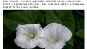 Калистегия: посадка и уход в открытом грунте удобрение, размножение.