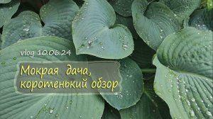 Дача под дождиком, короткий обзор | Vlog Дача как есть 10.06.2024