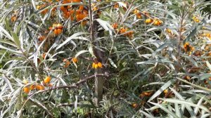 #сад #ягода #облепиха / Облепиха ( лат. hippophae rhamnoides) на приусадебном участке