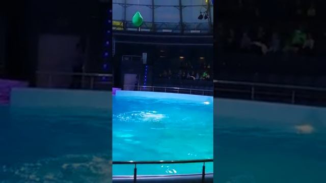Flying dolphins of Russia,The Dolphinarium in Novosibirsk Russia. Летающие белые дельфины. смотреть онлайн