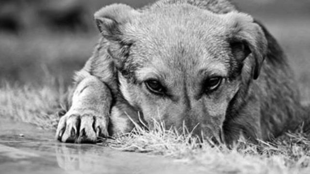 Стих про собаку которая ушла умирать . смотреть онлайн