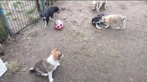 щенки играют в футбол, милые щенки,  веселые щенки