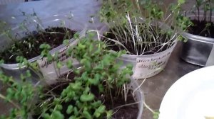 МИКРОЗЕЛЕНЬ !!! КАКИЕ СЕМЕНА МОЖНО ИСПОЛЬЗОВАТЬ ДЛЯ ВЫРАЩИВАНИЯ МИКРОЗЕЛЕНИ !!!
