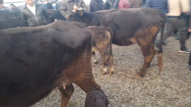 9 декабря 2021 г.АНДИЖОН АСАКА МОЛ БОЗОРИ СИГИР БУГОЗЛАР НАРХЛАРИ ASKA MOL BOZORI SIGIRLAR NARXLARI