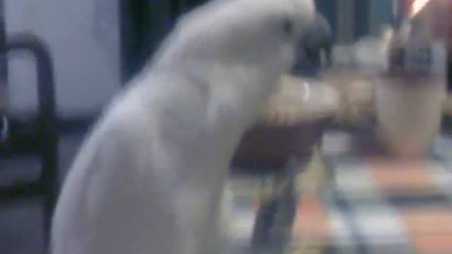 Попугай какаду Кузя ест из ложки-2 смотреть онлайн