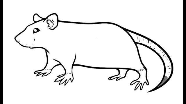 Как нарисовать Крысу. Раскраска Крыса для детей смотреть онлайн